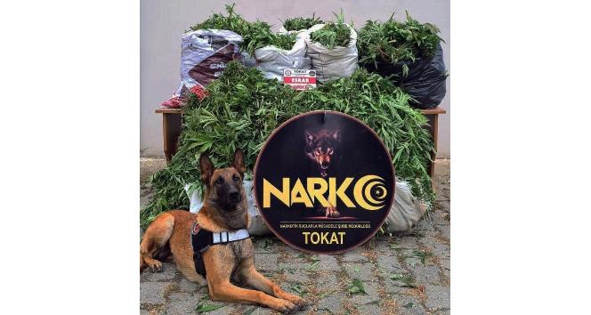 Tokat merkezli 6 ilde uyuşturucu operasyonu: 13 tutuklama
