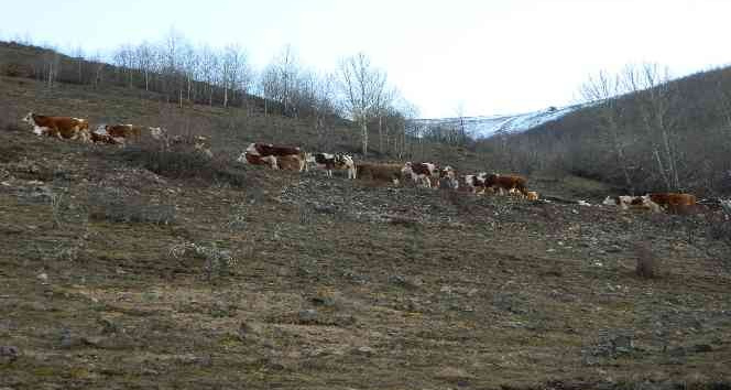 Posof’ta Aralık ayında hayvanlar merada