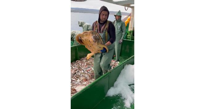 Çanakkale’de balıkçı ağlarına takılan caretta caretta denize salındı