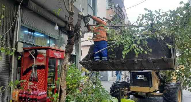 Kilis’te ağaçlar budanıyor