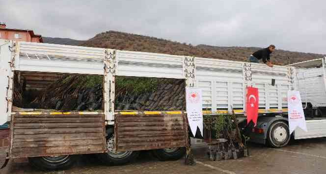 Uludereli çiftçilere 7 bin 800 fide dağıtıldı