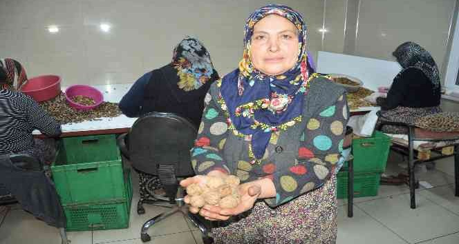 İki çuval cevizle başladı, kendi işinin patronu oldu