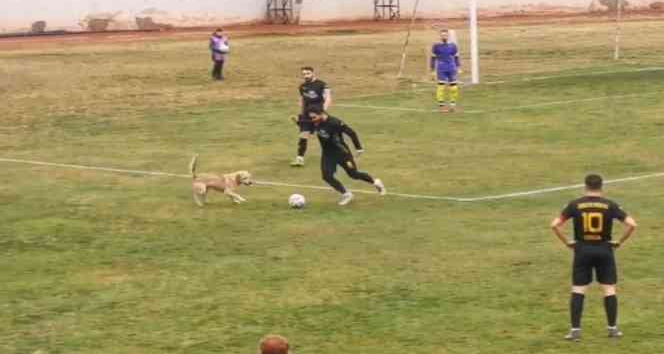 Sahaya giren köpek maçı durdurdu, renkli görüntüler yaşandı