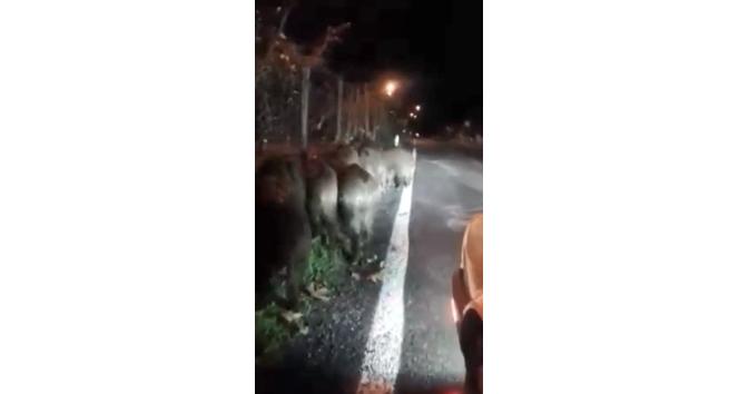 Giresun’da aç kalan domuz sürüsü köye indi