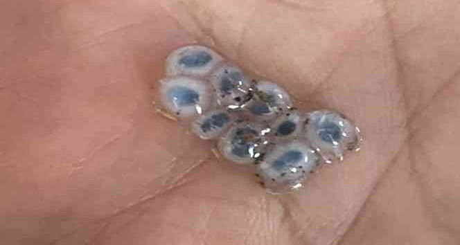 Nazar boncuğu şeklinde dolu yağdı, görenler şaşırıp kaldı