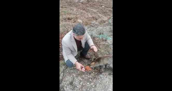 Kırklareli’nde tilki yol kesip, yiyecek istiyor