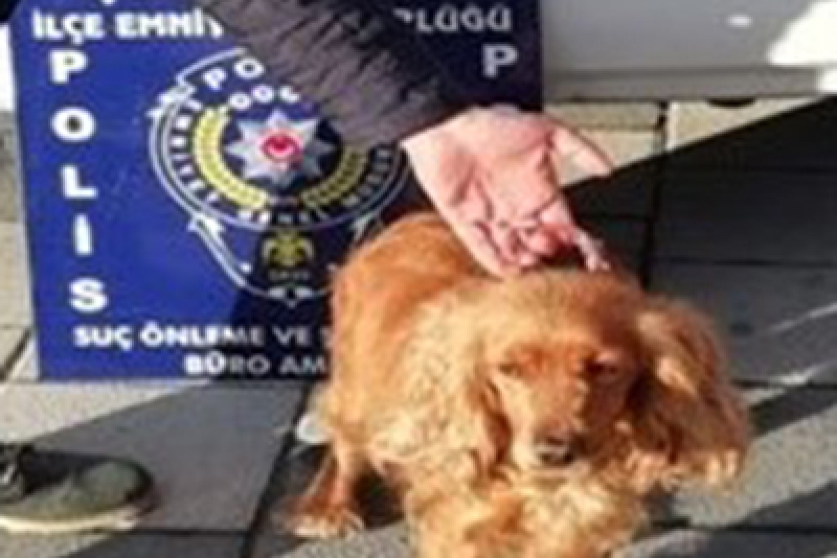 Kaybolan köpeği için polisten yardım istedi