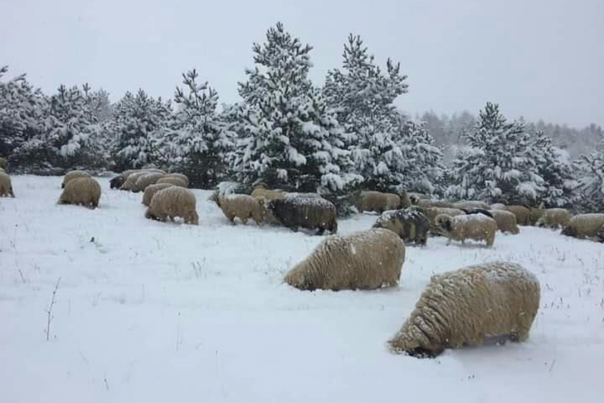 Karda yayılan koyunlar ilginç görüntüler oluşturdu