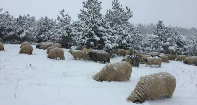 Karda yayılan koyunlar enteresan sahneler oluşturdu
