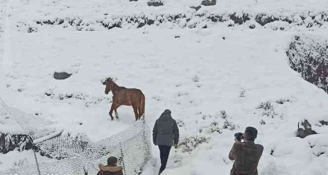 Karlıova’da ayağı kırık at tedavi altına alındı