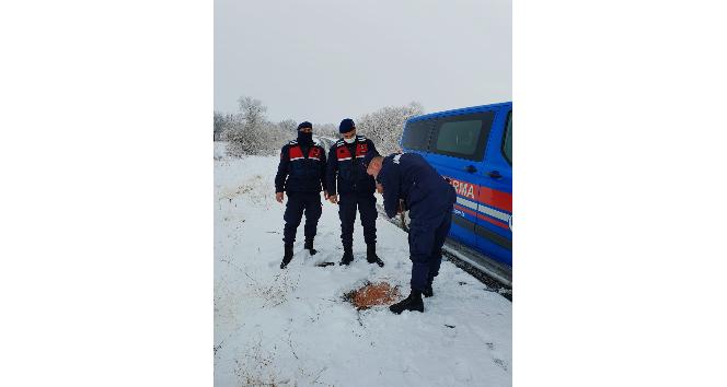 Jandarma sokak hayvanlarını unutmadı