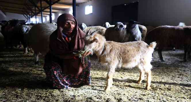 Gümüşhaneli kadınlar bileziklerini bozdurup hayvancılığa yatırım yaptı