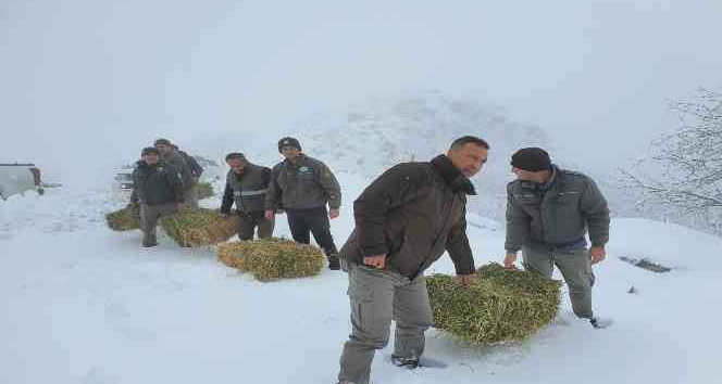 Karaman’da yaban hayvanlarına yem desteği