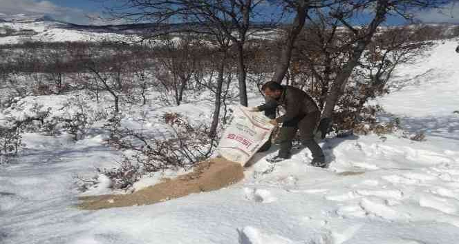 Tunceli’de yaban hayvanları için doğaya yem bırakıldı