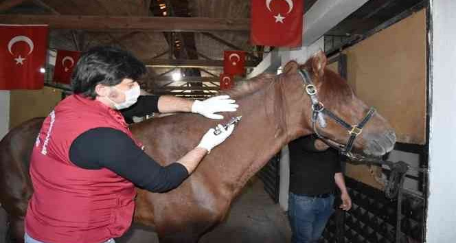 Ordu’da 471 bin hayvan aşılandı