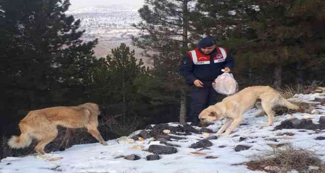 Sokak hayvanları için doğaya ekmek bırakıldı