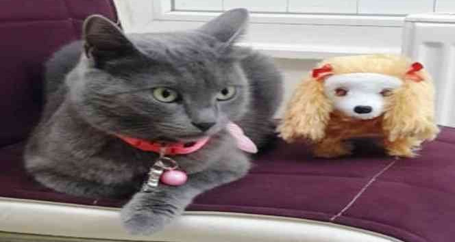 Şanslı kedi Gümüş’e 4. doğum günü partisi