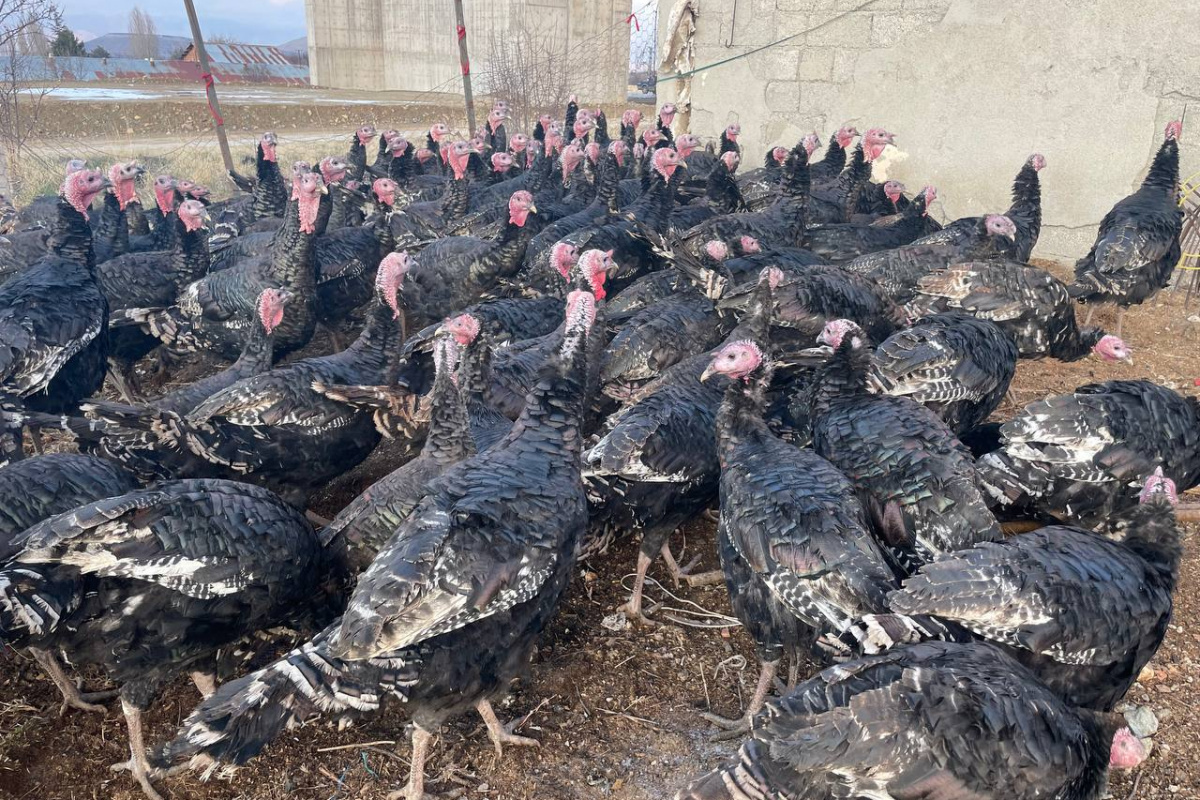 Yılbaşı öncesi yurt dışına 15 bin adet hindi gönderdi