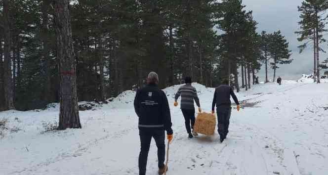 Osmaniye’de sokak ve yaban hayvanlarına mama ve yem desteği
