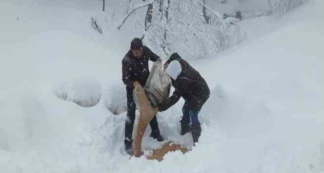 Yalova’da av ve yaban hayvanları için ormana yem bırakıldı