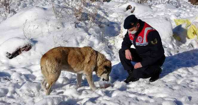Yozgat’ta jandarma ekipleri doğaya yem bıraktı