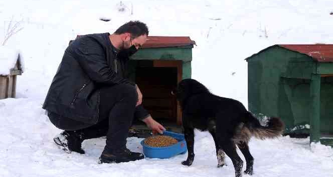 Gümüşhane’de sokak hayvanlarına şefkat eli