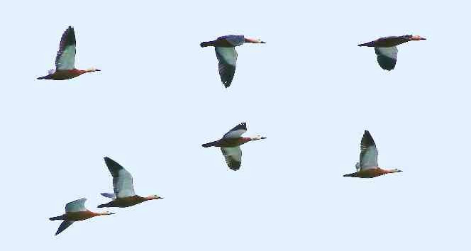 Hersek Lagünü su kuşlarını ağırlıyor