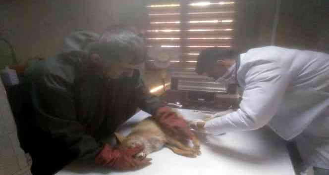 Bitkin halde bulunan tilki tedavisinin ardından doğaya salındı