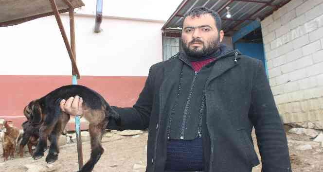 Kilis’te 3 ayaklı oğlak görenleri şaşkına çeviriyor