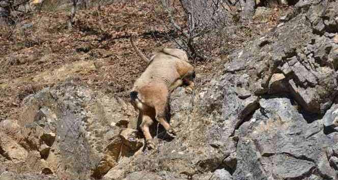 Tunceli’de koruma altındaki yaban keçisi ölü bulundu