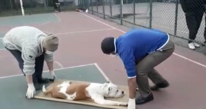 Sultangazide basketbol oynayan iki çocuğa pitbull cinsi köpek saldırdı