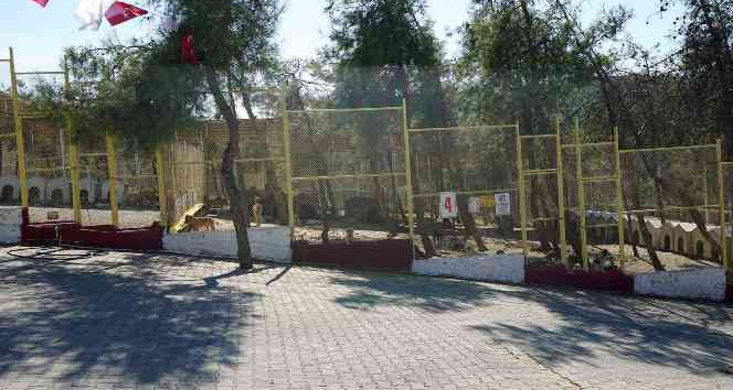Kahramanmaraş’ta sokak hayvanları toplanıyor