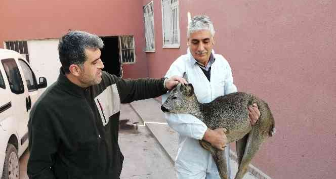 Yaralı bulunan yavru karaca tedavi altına alındı