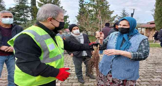 Altınordu’da 100 bin fidan toprakla buluşturuluyor