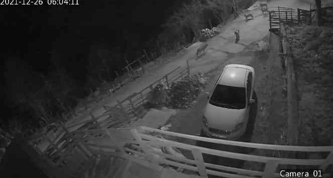 Giresun’da aç kalan kurtlar yerleşim yerine indi