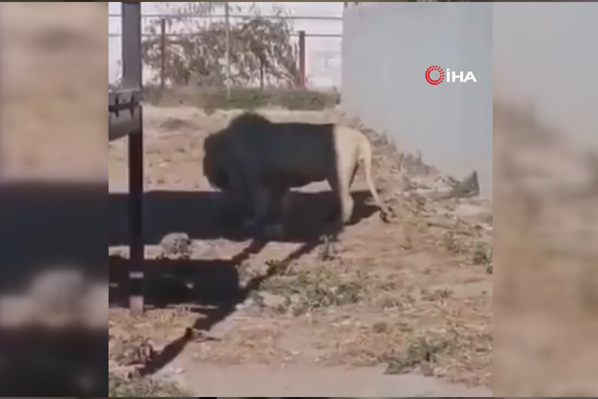 Meksika’daki hayvanat bahçesinde aslan kendi yavrusunu yedi