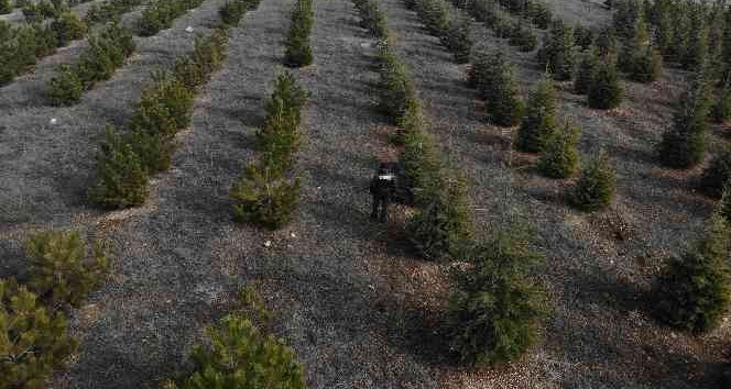 Yılbaşı öncesi çam ağaçlarına özel koruma
