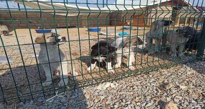 Elbistan’da sokak köpekleri barınakta misafir ediliyor