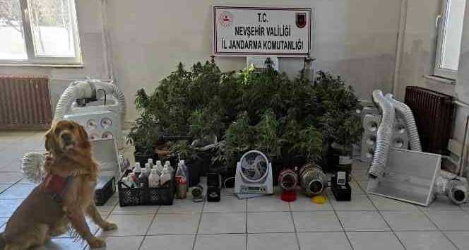 Evin odasını seraya çevirip kenevir yetiştirmişler