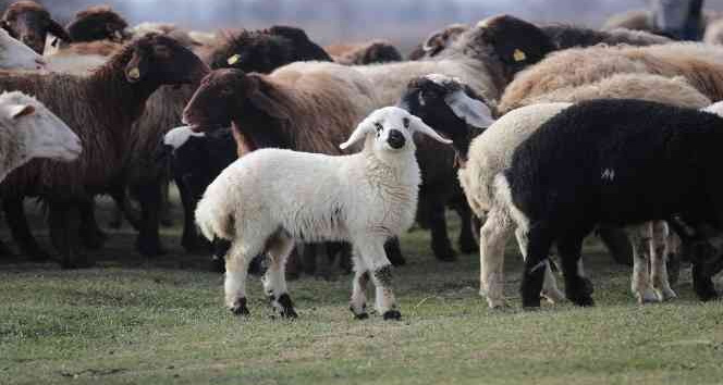 Tokat’ta 80 bininci koyun dağıtıldı