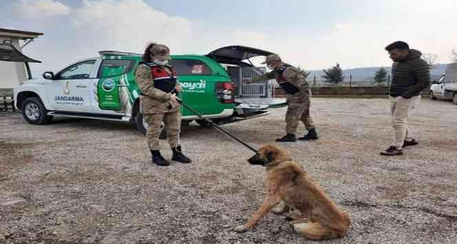 Jandarmadan sahipsiz köpeklere özel ilgi