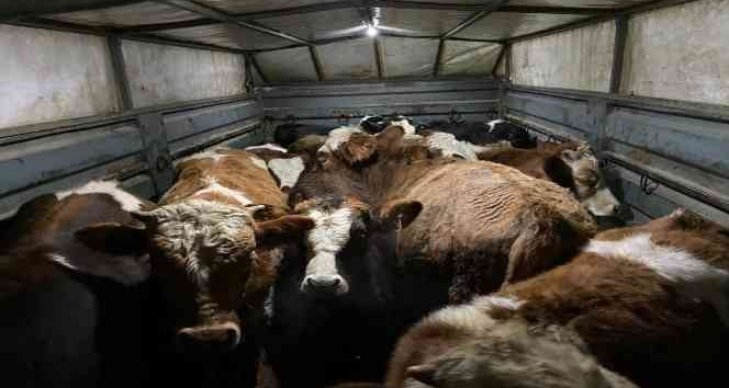 Besiciyi hedef alan dolandırıcılar yakalandı