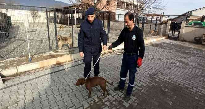 Başıboş olarak bulunan pitbull barınağına teslim edildi