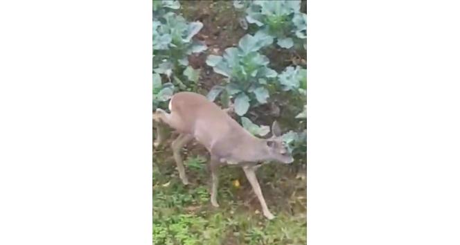 Giresun’da aç kalan karacalar il merkezine indiler