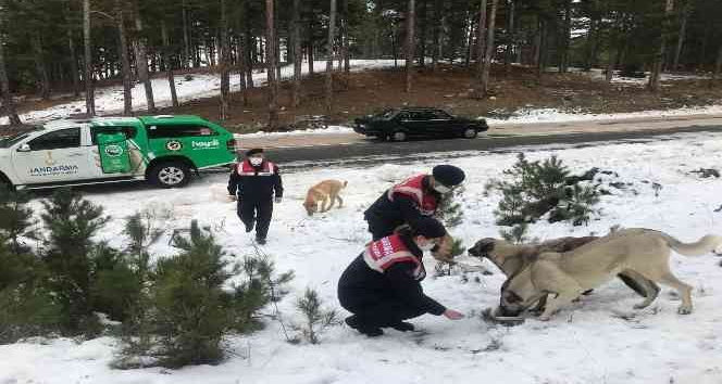 Jandarmadan sokak hayvanlarına mama desteği