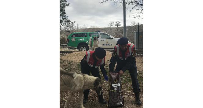 Jandarma sokak hayvanlarını unutmadı