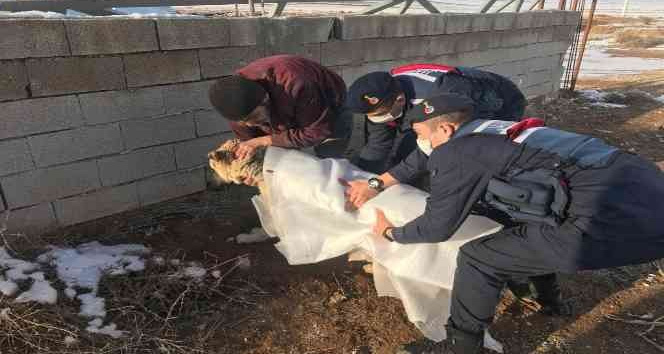 Otomobilin çarptığı köpeği jandarma sahiplendi