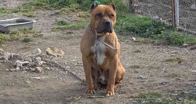 Yanlış yetiştirilme yöntemleri, tehlikeli ırklı köpekleri saldırganlaştırıyor