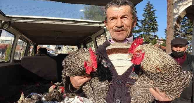 Horoz hindiye rakip oldu