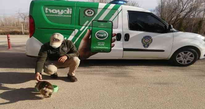 Polis, sokak hayvanlarına sahip çıktı